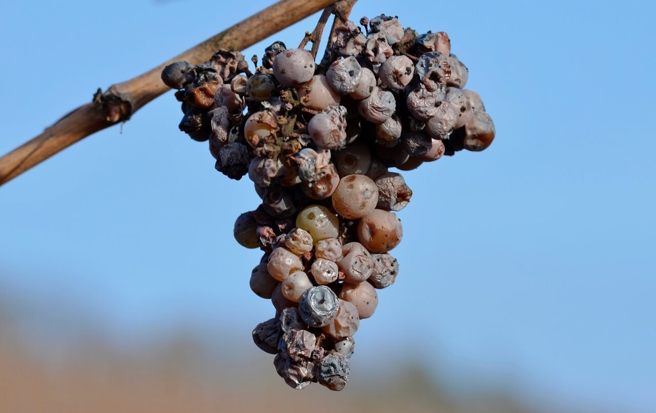 Rượu vang Noble Rot